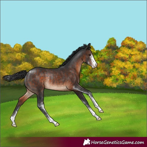 Horse Color:Brown Sabino Appaloosa Rabicano 