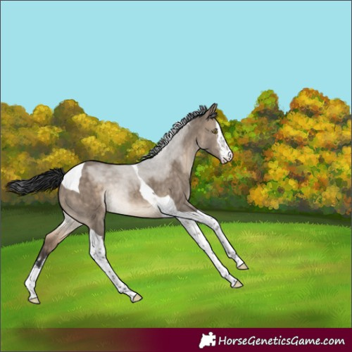 Horse Color:White Spotted Brown Dun Tobiano Appaloosa