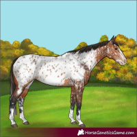 Horse Color:Bay Splash Frame Appaloosa  and Bay Splash Frame Appaloosa 