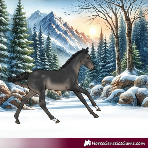 Horse Color:Black Rabicano
