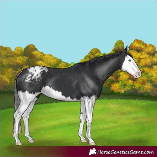 Horse Color:Black Splash Varnish 