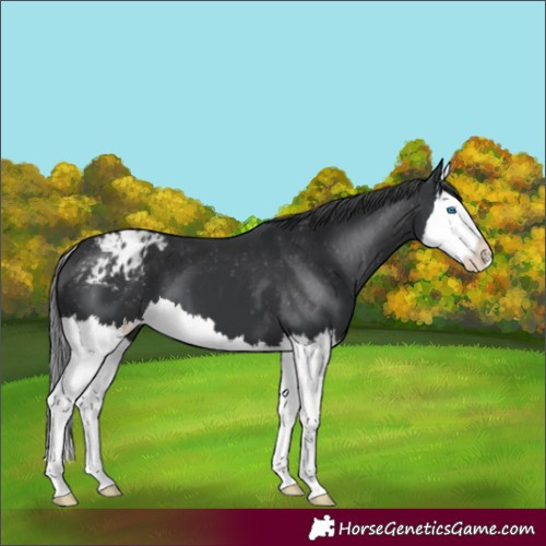 Horse Color:Black Splash Appaloosa 