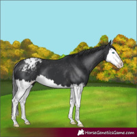 Horse Color:Black Splash Varnish