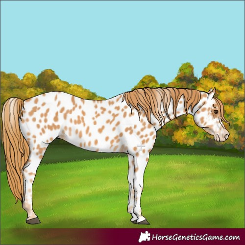Horse Color:Chestnut Appaloosa 