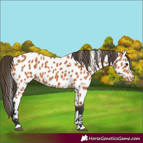 Horse Color:Bay Appaloosa 