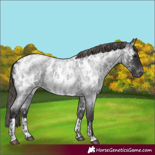 Horse Color:Blue Roan Near Leopard and Smoky Blue Roan Near Leopard