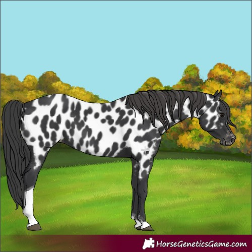 Horse Color:Black Tobiano Near Leopard 