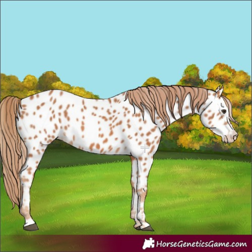 Horse Color:Chestnut Near Leopard 