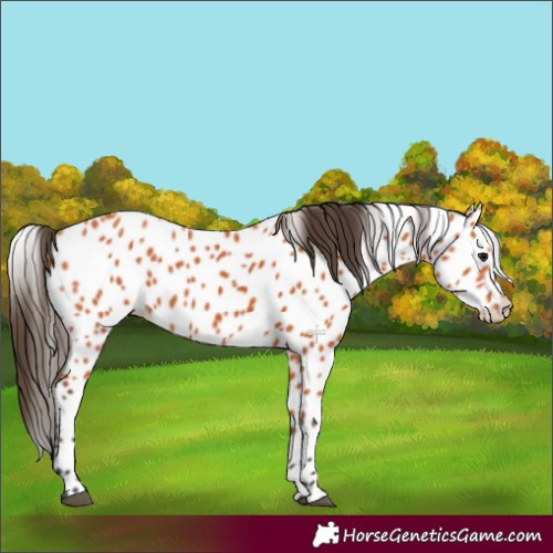Horse Color:Bay Leopard 