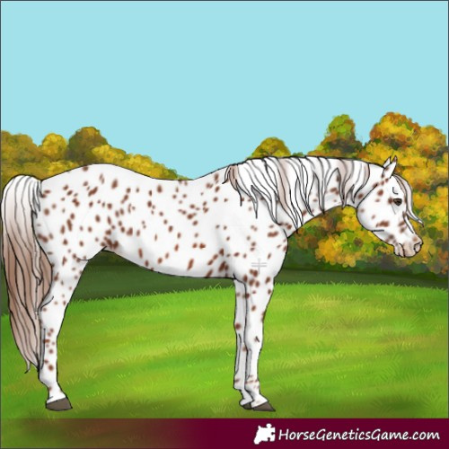 Horse Color:Chestnut Appaloosa 