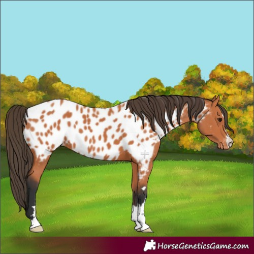 Horse Color:Bay Appaloosa 