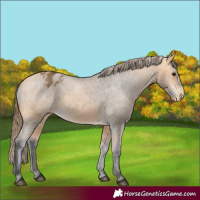 Horse Color:Buckskin Blanket 
