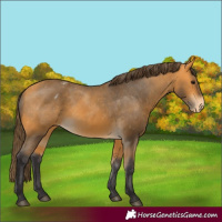 Horse Color:Buckskin Appaloosa 