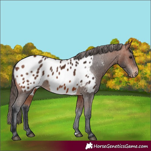 Horse Color:Bay Blanket