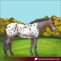 Horse Color:Bay Blanket 