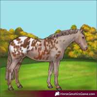 Horse Color:Chestnut Appaloosa