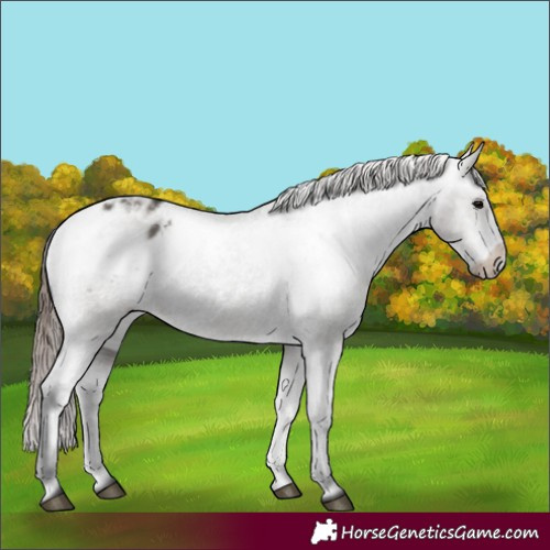 Horse Color:Grullo Appaloosa 