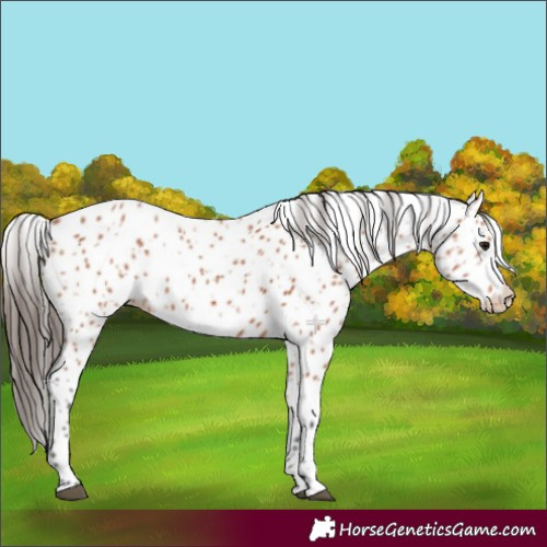 Horse Color:Bay Appaloosa 