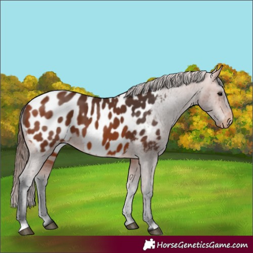Horse Color:Bay Appaloosa