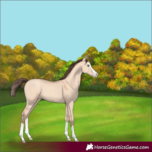 Horse Color:Amber Champagne Dun Splash 