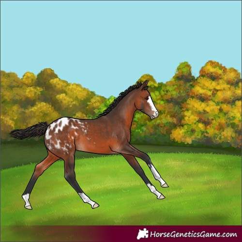 Horse Color:Brown Appaloosa 