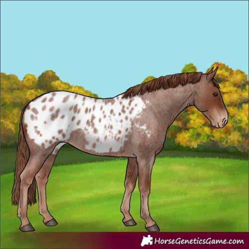 Horse Color:Red Roan Appaloosa 