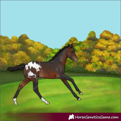 Horse Color:Bay Appaloosa 