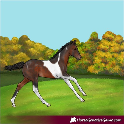Horse Color:Brown Tobiano 