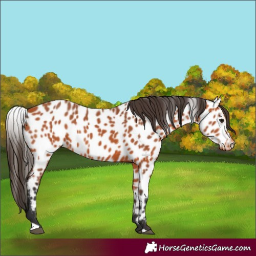 Horse Color:Bay Near Leopard 
