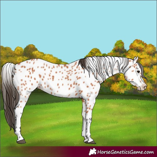 Horse Color:Bay Leopard 