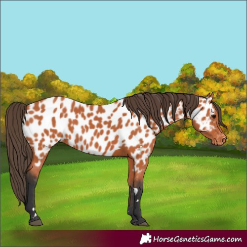 Horse Color:Bay Appaloosa 