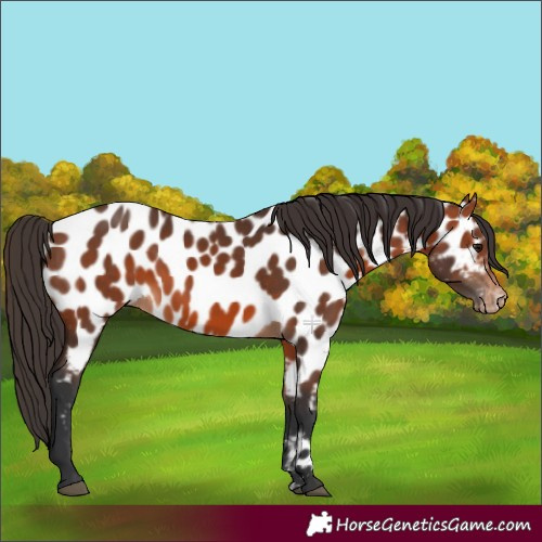 Horse Color:Bay Appaloosa 