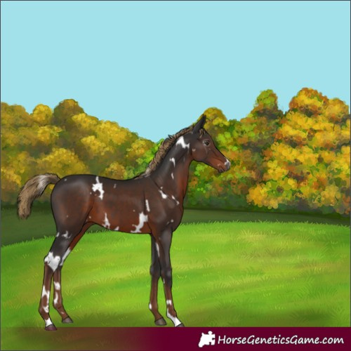 Horse Color:Gray White Spotted Liver Chestnut 