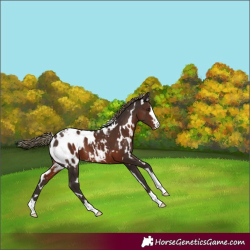 Horse Color:White Spotted Liver Chestnut Appaloosa 
