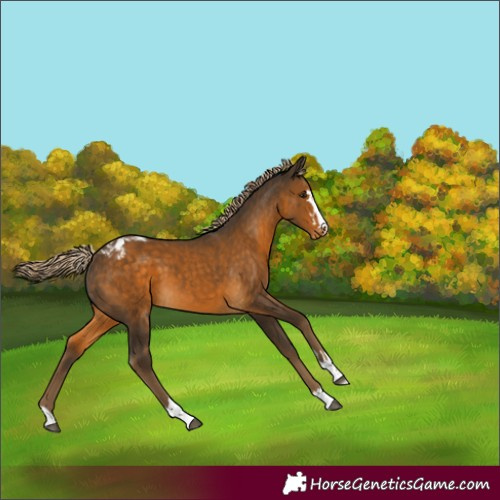 Horse Color:Chocolate Palomino Varnish 