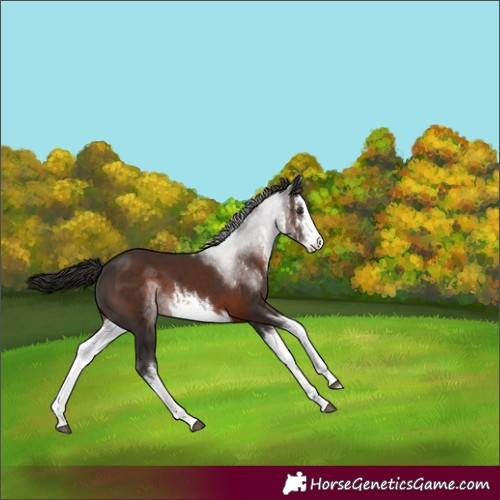 Horse Color:White Spotted Liver Chestnut 