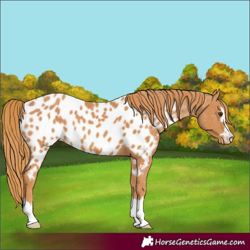 Horse Color:Chestnut Appaloosa 