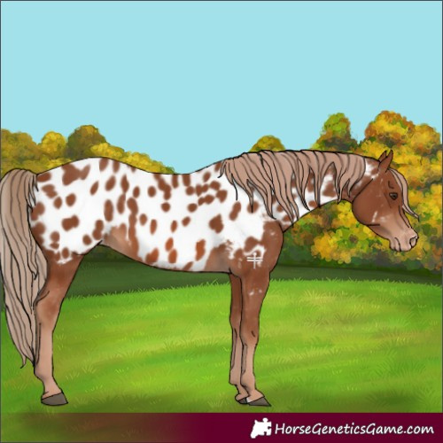 Horse Color:Chestnut Near Leopard 