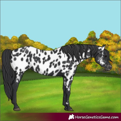 Horse Color:Black Near Leopard 