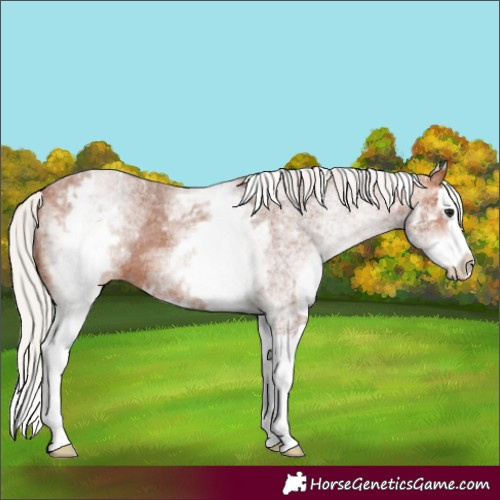 Horse Color:White Spotted Silver Bay Splash Appaloosa 