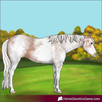 Horse Color:White Spotted Silver Bay Splash Appaloosa