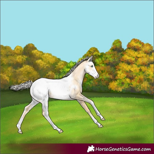 Horse Color:Silver Buckskin Pearl Dun Sabino Snowcap Rabicano 