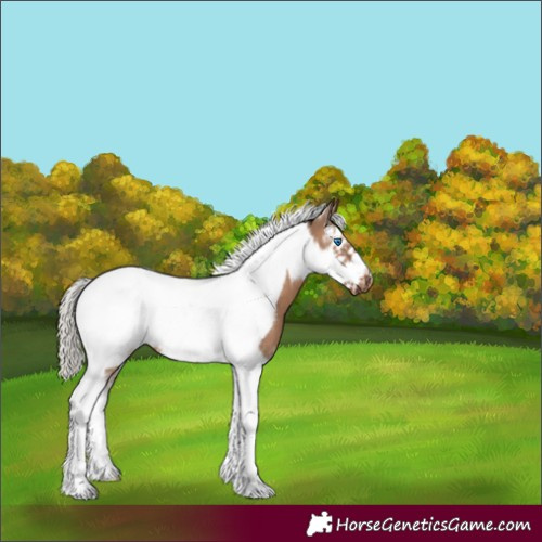 Horse Color:Silver Brown Dun Sabino Tobiano Frame 