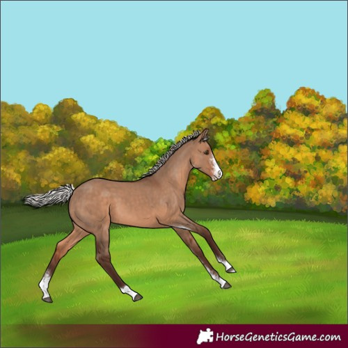 Horse Color:Silver Brown Dun Sabino 