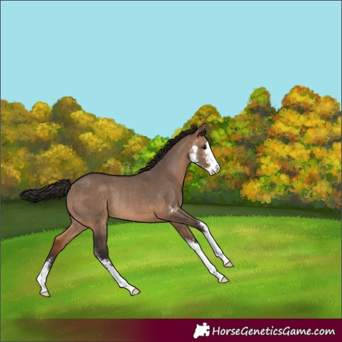 Horse Color:Bay Dun Sabino Rabicano 