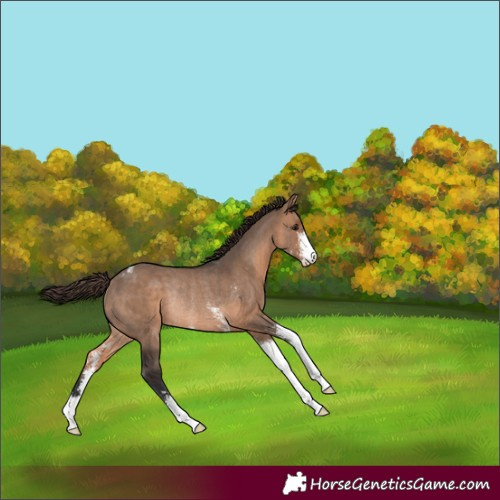 Horse Color:Bay Dun Sabino Varnish Rabicano 