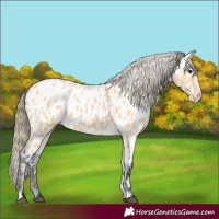 Horse Color:Buckskin Appaloosa