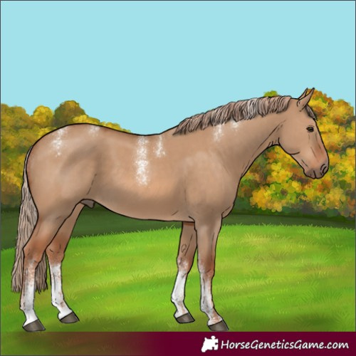 Horse Color:Powder White Red Dun Rabicano 