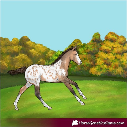 Horse Color:Bay Dun Sabino Appaloosa 