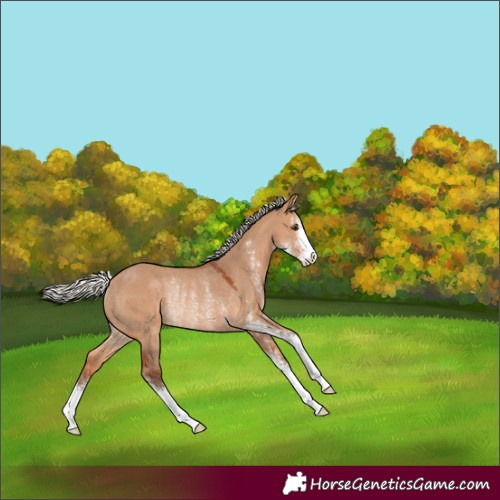 Horse Color:Silver Bay Dun Sabino Rabicano 